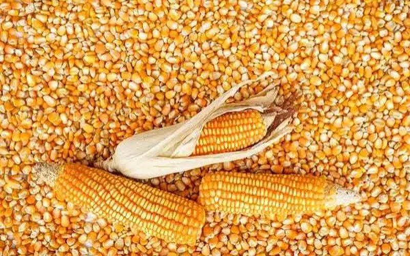Corn