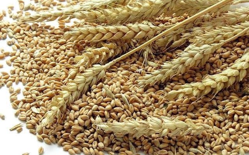 Wheat