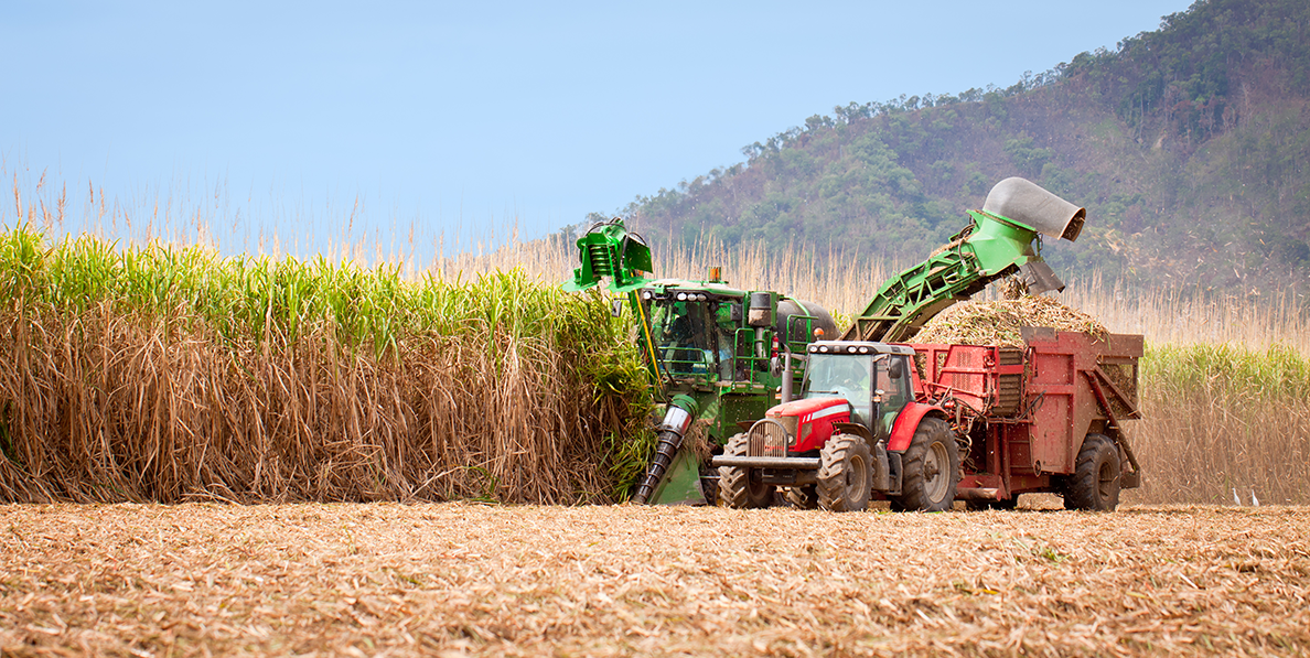 Sugarcane harvest — mechanical harvester loading cut cane in the field