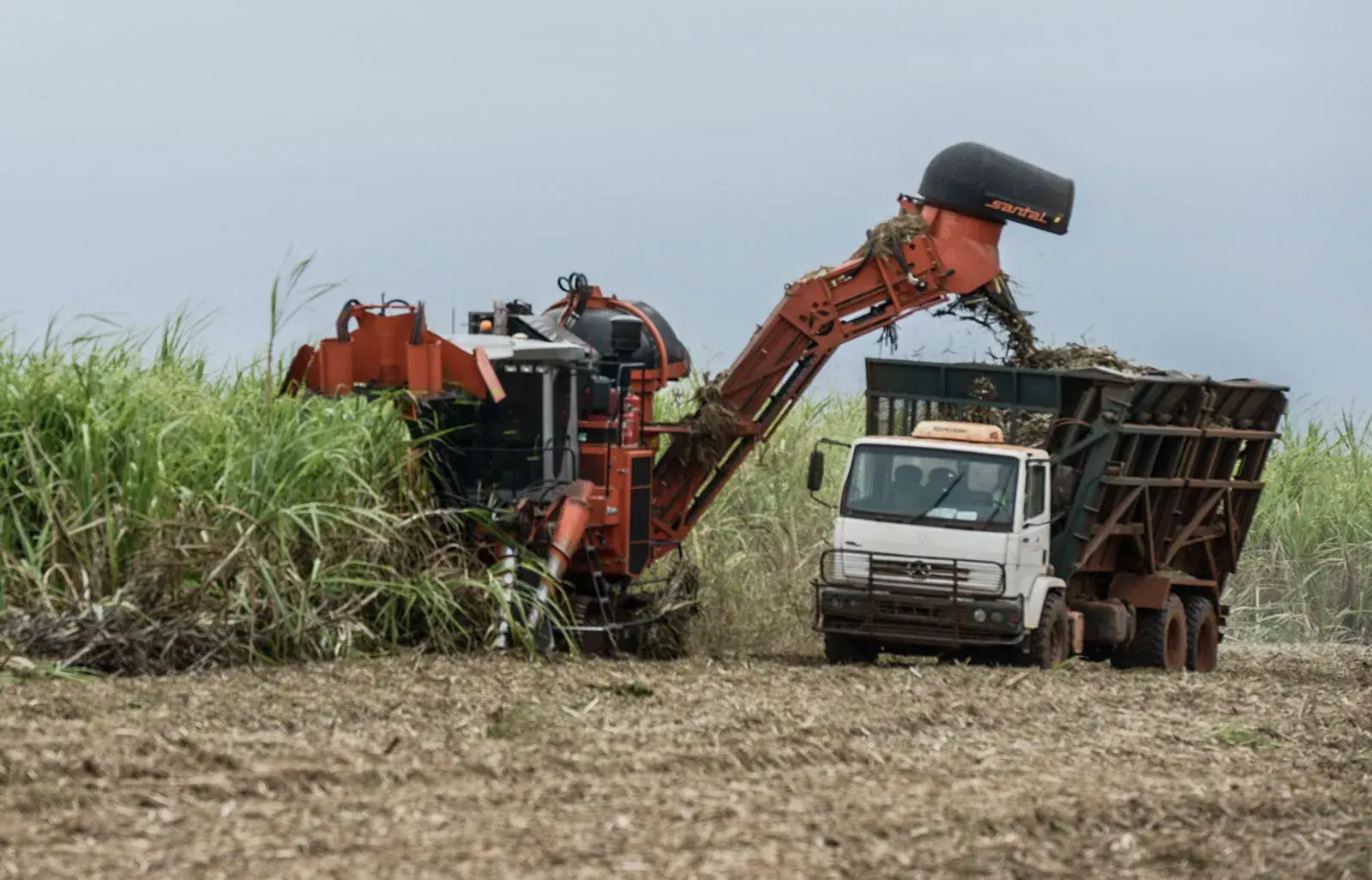 Brazilian sugarcane harvest — harvester loading cane onto a haul truck at origin